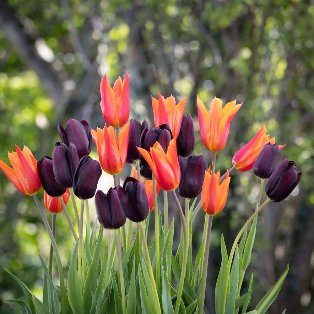 Tulipanblanding 'Drama Queen'